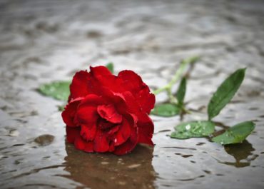 red-rose-in-rain-4293095_1920