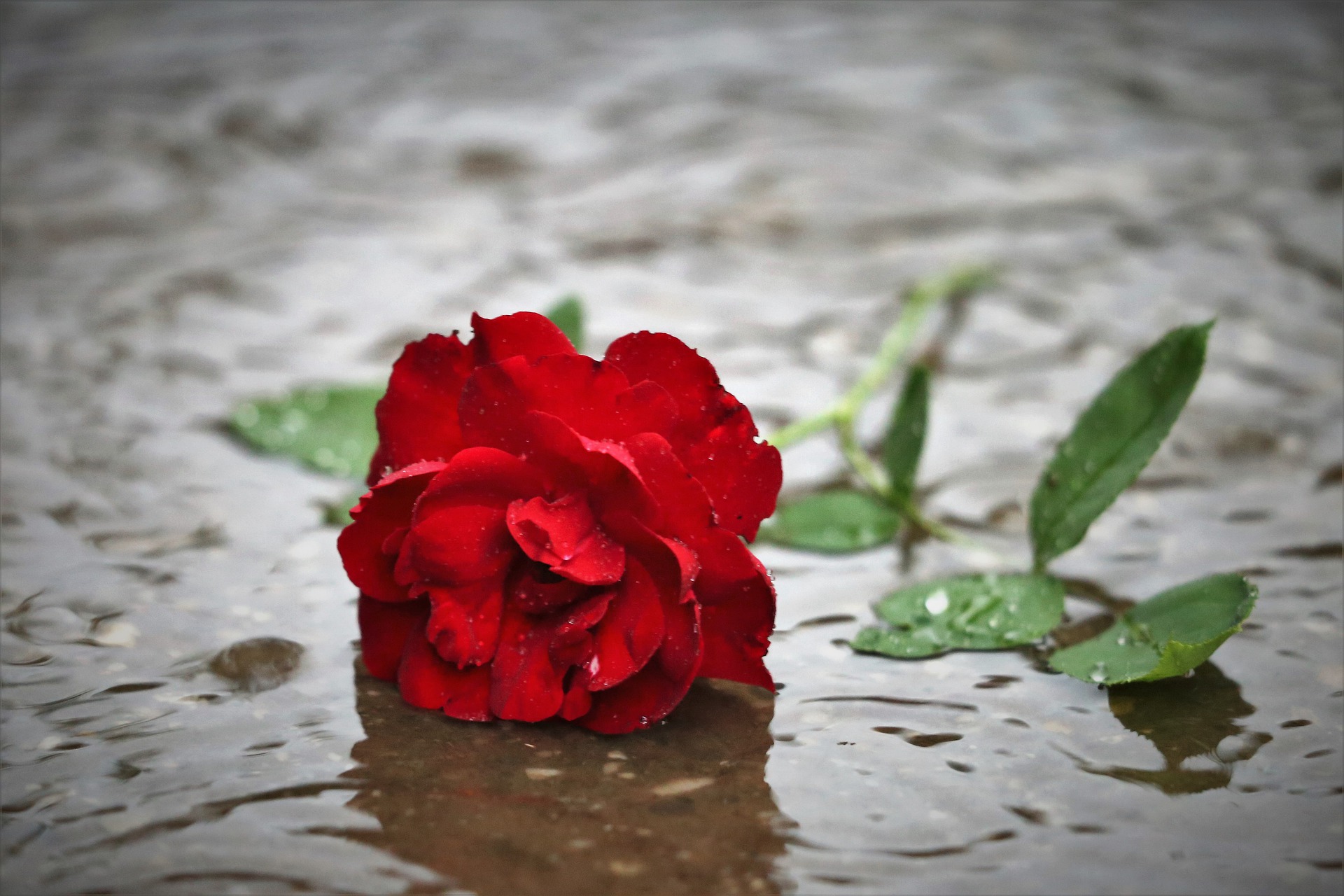 red-rose-in-rain-4293095_1920